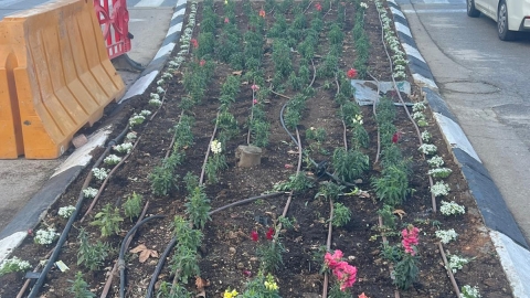 מבצע פני היישוב גבעת זאב מתחדשת לקראת החורף - כניסות וכיכרות פורחות (2).jpeg